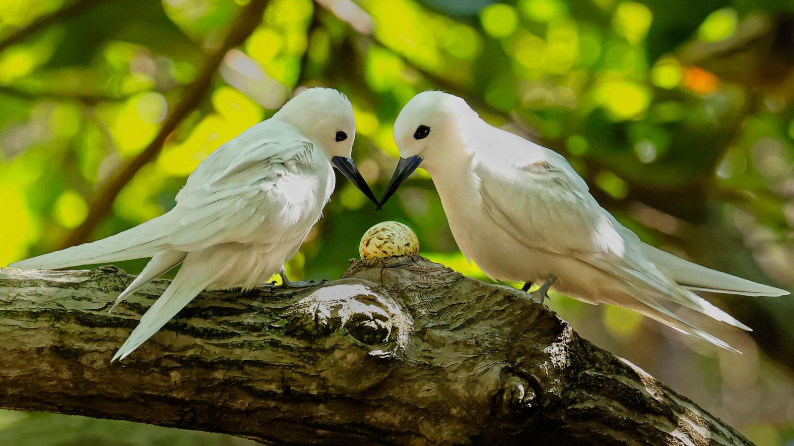 How a seabird native to Hawaii has adapted to life in Honolulu’s concrete jungle